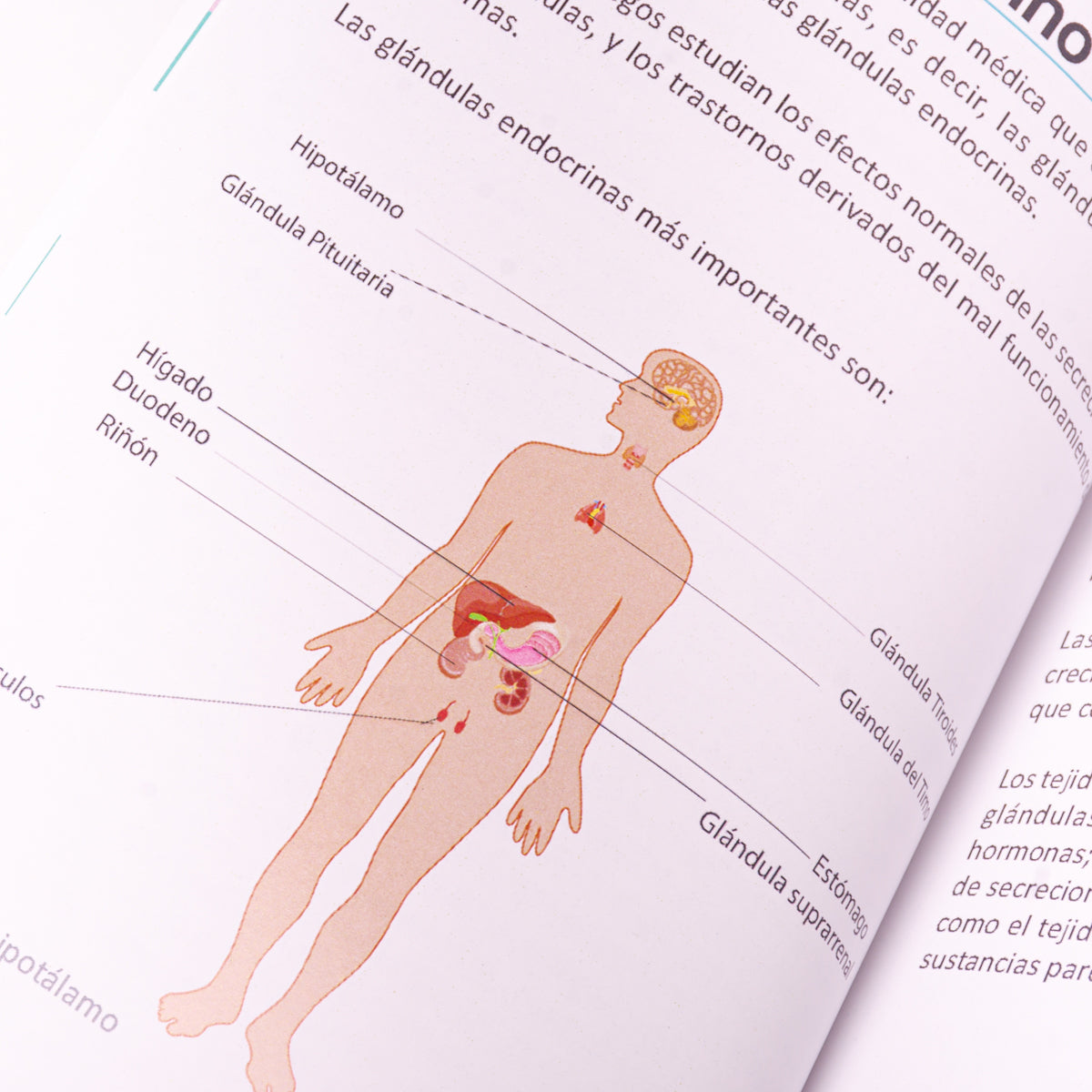 Manual de Magnetoterapia